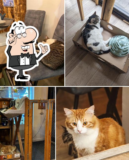 Découvrez l'intérieur de Bar à chat Cats And Cookies
