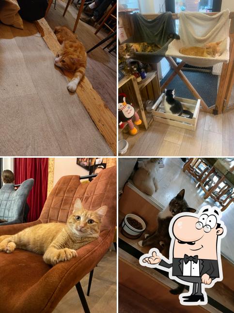 L'intérieur de Bar à chat Cats And Cookies
