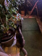 MAFIA CAFE BIR