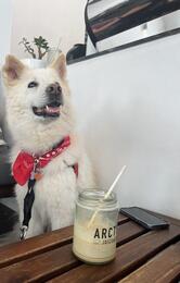 Arctic Juice & Cafe